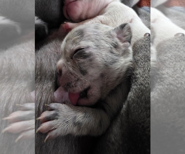 Medium Photo #52 French Bulldog Puppy For Sale in ASHLAND, OH, USA