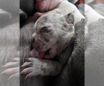 Small #9 French Bulldog
