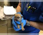 Small Mutt