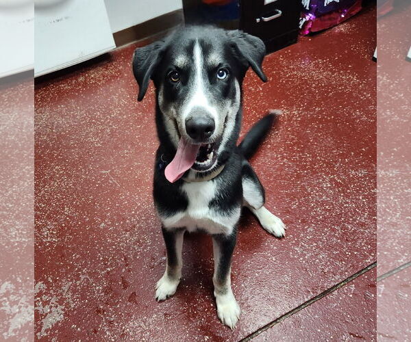 Medium Photo #25 Huskies -Unknown Mix Puppy For Sale in Fargo, ND, USA