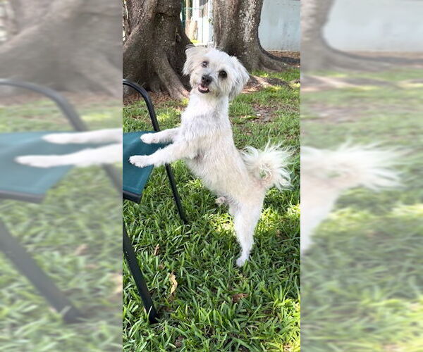 Medium Photo #3 Mal-Shi Puppy For Sale in Weston, FL, USA
