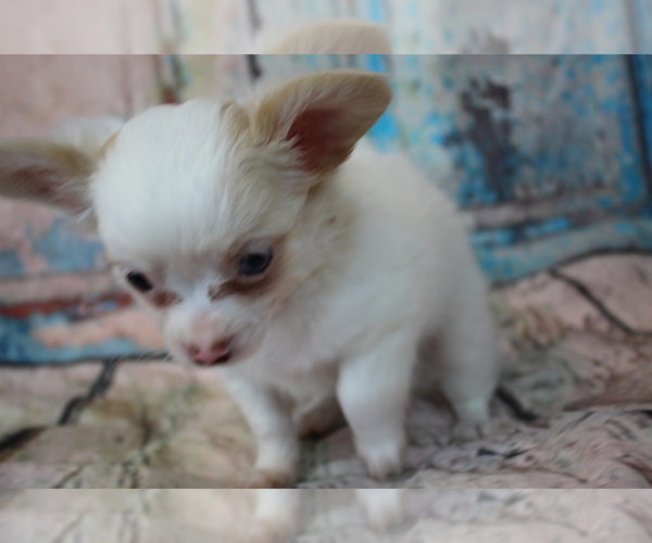 Medium Photo #7 Chihuahua Puppy For Sale in ABILENE, KS, USA