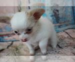 Small Photo #7 Chihuahua Puppy For Sale in ABILENE, KS, USA