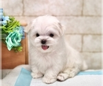 Small Photo #5 Maltese Puppy For Sale in SAN FRANCISCO, CA, USA
