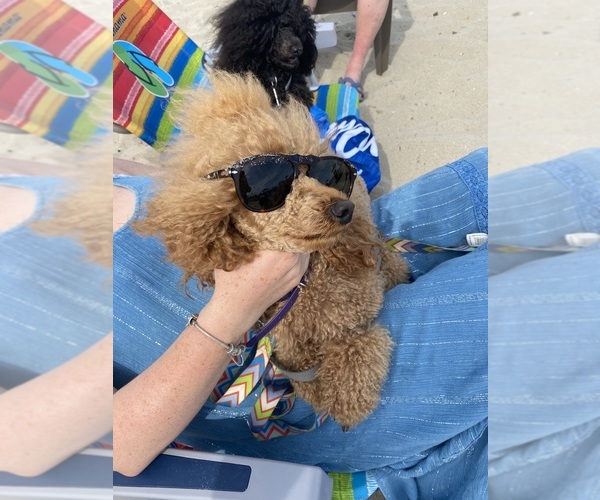 Medium Photo #1 Poodle (Miniature) Puppy For Sale in EAST AMHERST, NY, USA
