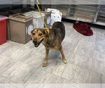 GRISELDA - Female German Shepherd Dog-Unknown Mix Dog for Adoption - Small photo