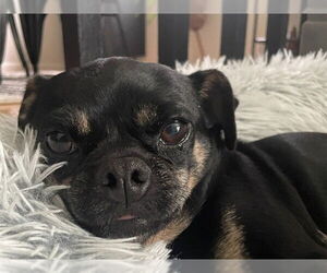 Chug Dogs for adoption in Waterford, VA, USA