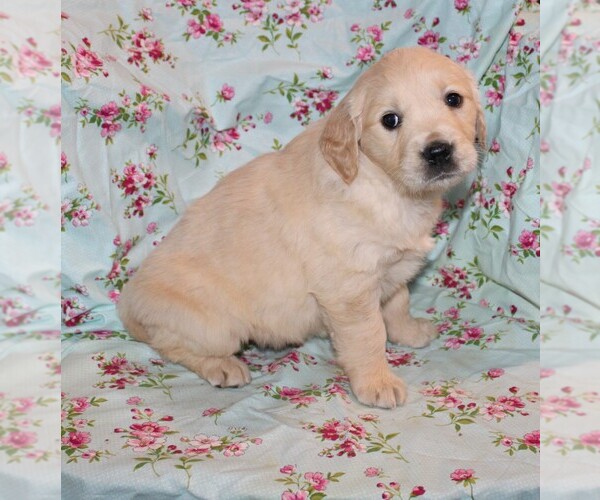 Medium Photo #2 English Cream Golden Retriever Puppy For Sale in BLOOMINGTON, IN, USA