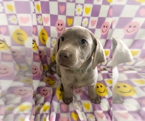 Medium Labrador Retriever