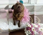 Small Mutt