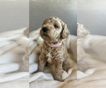 Puppy Frenchy Lt Pink Goldendoodle (Miniature)