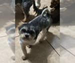 Small #5 Shih Tzu Mix