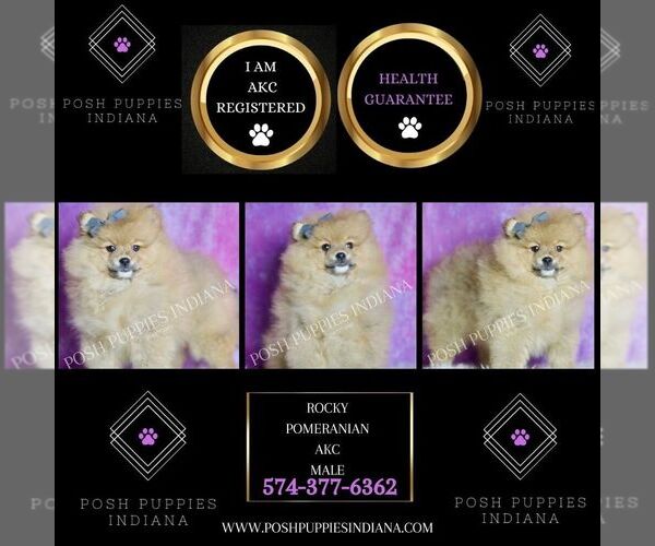 Medium Photo #72 Pomeranian Puppy For Sale in WARSAW, IN, USA
