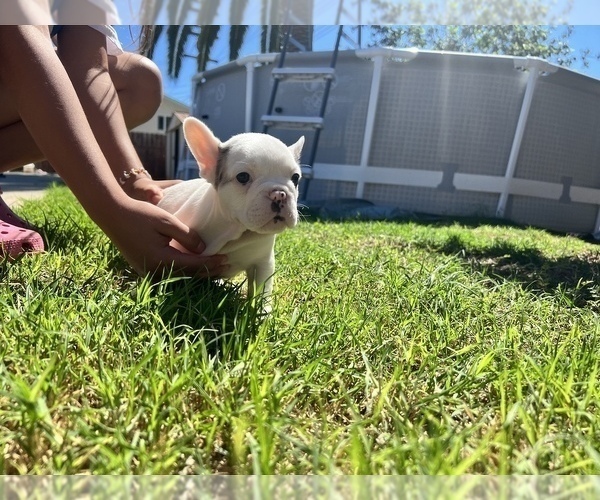 Medium Photo #15 French Bulldog Puppy For Sale in SAN DIEGO, CA, USA