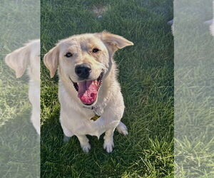 Labrador Retriever-Retriever Mix Dogs for adoption in Sandy, UT, USA