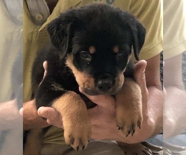 Medium Photo #2 Rottweiler Puppy For Sale in MOUNT ORAB, OH, USA
