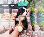 Puppy Louie Bernese Mountain Dog