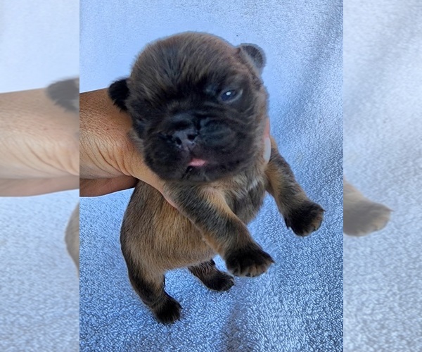 Medium Photo #1 French Bulldog Puppy For Sale in LAS VEGAS, NV, USA