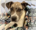 Small #4 Catahoula Leopard Dog-Labrador Retriever Mix