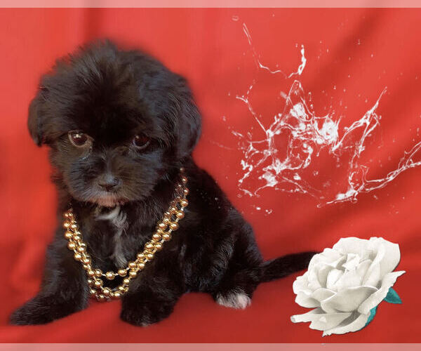 Medium Photo #6 Maltese-Maltipoo Mix Puppy For Sale in SAN FRANCISCO, CA, USA