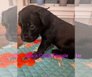 Labrador Retriever Puppy for sale in PIERSON STATION, IL, USA