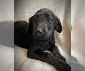 Labradoodle Puppy for sale in AIKEN, SC, USA