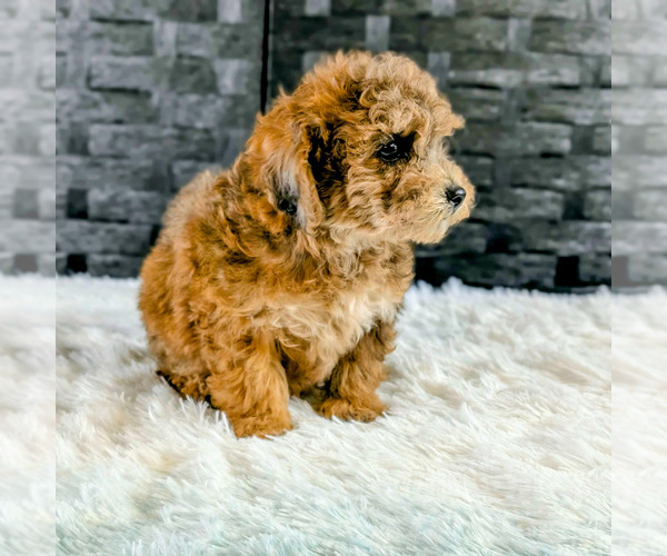Medium Photo #3 Poochon Puppy For Sale in CAPAC, MI, USA