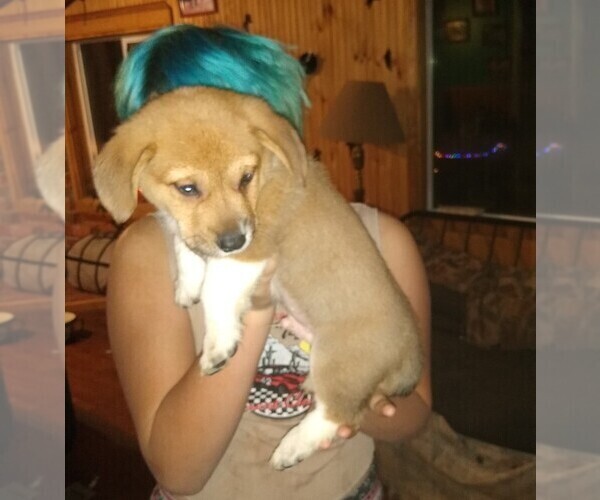 Medium Photo #1 Cowboy Corgi Puppy For Sale in GARRISON, MT, USA