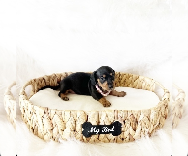 Medium Photo #1 Dachshund Puppy For Sale in DAVIS, CA, USA