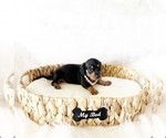 Image preview for Ad Listing. Nickname: AKC Amber