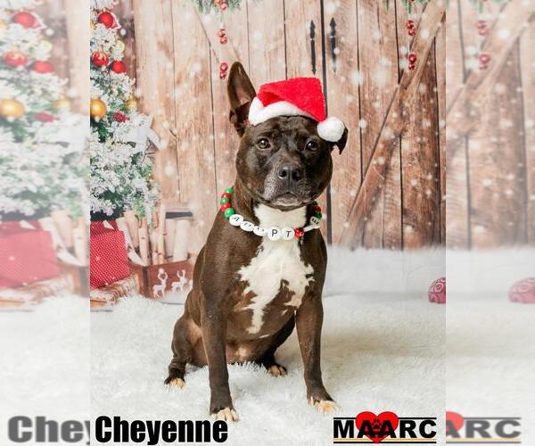 Medium Photo #2 Mutt Puppy For Sale in Maryville, TN, USA