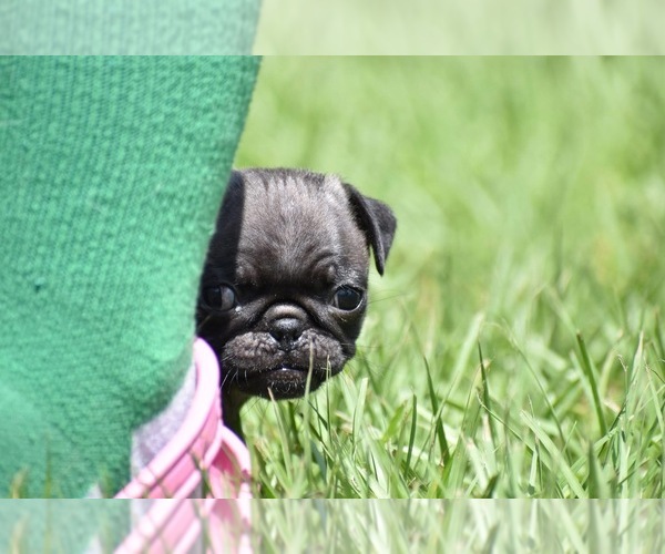 Medium Photo #5 Pug Puppy For Sale in PALM COAST, FL, USA