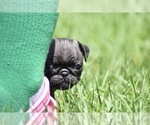 Small #4 Pug