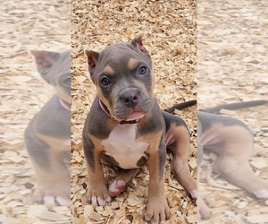 American Bully Puppy for Sale in SPRING BRANCH, Texas USA