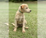 Small #1 Retriever  Mix