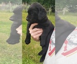 Small #6 Labrador Retriever