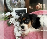 Small #3 Cavalier King Charles Spaniel