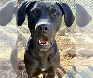 Labrador Retriever-Unknown Mix Dogs for adoption in South Lake Tahoe, CA, USA