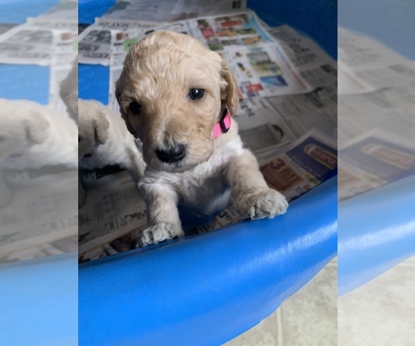 Medium Photo #6 Labradoodle Puppy For Sale in DENTON, NC, USA