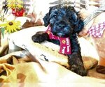 Small Photo #5 Cavachon-Poodle (Miniature) Mix Puppy For Sale in FREWSBURG, NY, USA