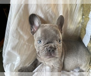Father of the French Bulldog puppies born on 06/29/2022
