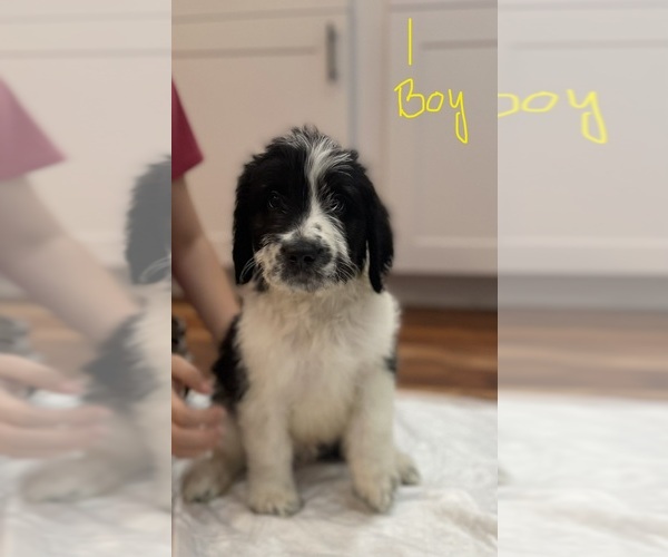 Medium Photo #7 Bernedoodle-Saint Bernard Mix Puppy For Sale in NEW RIVER, AZ, USA