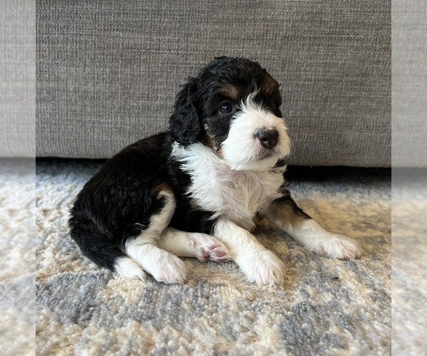 Medium Photo #3 Australian Mountain Dog Puppy For Sale in CULPEPER, VA, USA