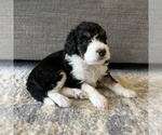 Small Photo #7 Australian Mountain Dog Puppy For Sale in CULPEPER, VA, USA