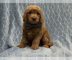 Goldendoodle Puppy for sale in LAKELAND, FL, USA