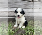 Small Photo #2 Australian Shepherd Puppy For Sale in ORLANDO, FL, USA