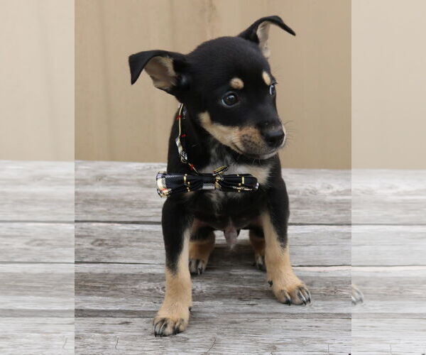 Medium Photo #2 Chihuahua-Unknown Mix Puppy For Sale in Bandera, TX, USA