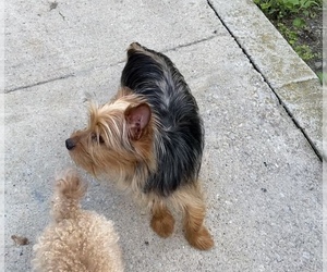 Yorkshire Terrier Puppy for sale in LOWELL, MA, USA