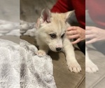 Small Photo #14 Siberian Husky Puppy For Sale in ROSEVILLE, CA, USA
