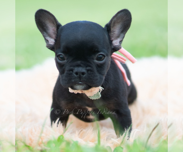 Medium Photo #60 French Bulldog Puppy For Sale in WARSAW, IN, USA